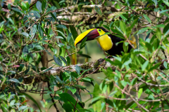 Chestnut-mandibled Toucan (Ramphastos ambiguus swainsonii)