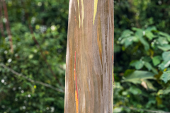 Rainbow eucalyptus tree (Eucalyptus deglupta)