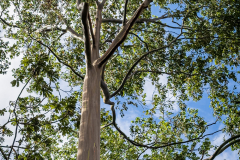 Rainbow eucalyptus tree (Eucalyptus deglupta)