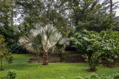 Arenal Observatory Lodge gardens