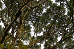 Tree branches