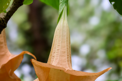 Angel's Trumpets (Brugmansia)