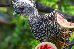 Great Curassow (Crax rubra)