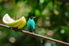 Green Honeycreeper (Chlorophanes spiza)