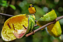 A Yellow-throated Euphonia (Euphonia hirundinacea) on a feeder in the grounds of Arenal Observatory Lodge, La Fortuna, Costa Rica
