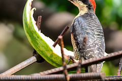 Black-cheeked Woodpecker (Melanerpes pucherani)