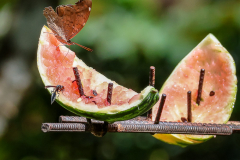 Butterfly and insect feeding on watermelon