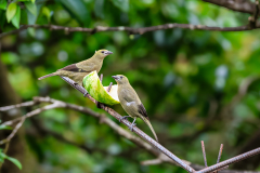Palm Tanagers (Thraupis palmarum)