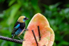 Golden-hooded Tanager (Stilpnia larvata)