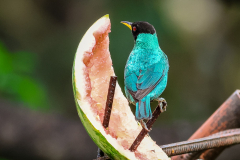 Green Honeycreeper (Chlorophanes spiza)