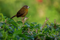 A female Scarlet-rumped Tanager (Ramphocelus passerinii), also known as a Passarini's Tanager, perches on a hedge at the Arenal Observatory Lodge, La Fortuna, Costa Rica