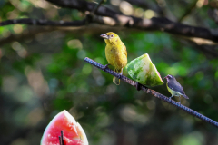 Hepatic Tanager (Piranga flava