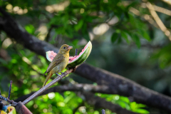 Summer Tanager (Piranga rubra)