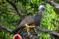 Great Curassow (Crax rubra)