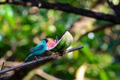 Green Honeycreeper (Chlorophanes spiza)
