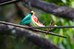 Green Honeycreeper (Chlorophanes spiza)