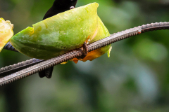 Scarlet-rumped Tanager (Ramphocelus passerinii)