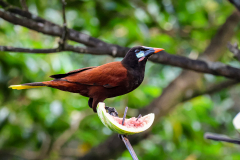 Montezuma oropendola (Psarocolius montezuma)