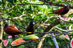 Montezuma oropendola (Psarocolius montezuma)