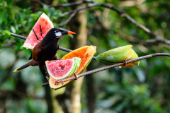 Montezuma oropendola (Psarocolius montezuma)