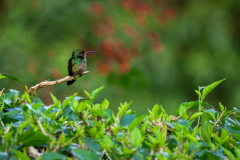 Blue‑throated Goldentail hummingbird (Chlorestes eliciae)