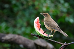 Clay-colored Thrush (Turdus grayi)