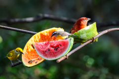 Silver-throated tanager, Bananaquit and Summer tanager