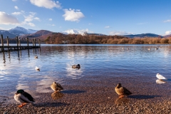 Ducks on Derwent Water