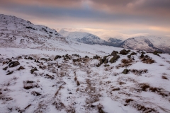 Near High Dodd