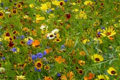 Wildflower meadow