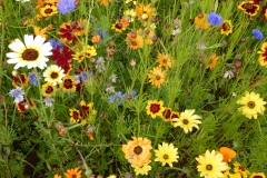 Wildflower meadow