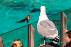 Seagull