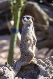 Meerkat