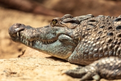 Crocodile