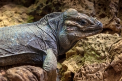 Iguana