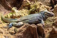 Iguana
