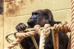 Western Lowland Gorilla