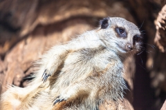 Basking Meerkat