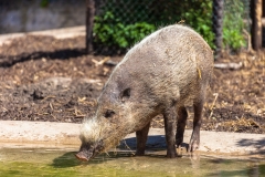 Bearded pig