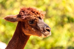 Alpaca