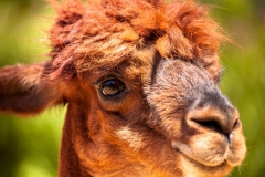 Alpaca