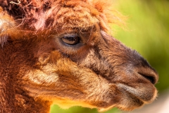 Alpaca