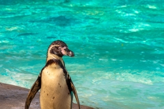 Black-footed penguins