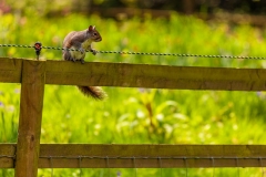 Holland Park squirrel