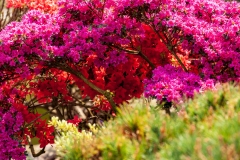 Kyoto Garden, Holland Park