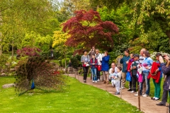 Holland Park peacock