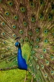 Holland Park peacock