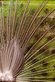 Holland Park peacock