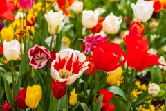 Holland Park tulips