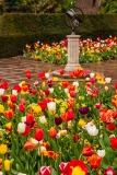 Holland Park tulips